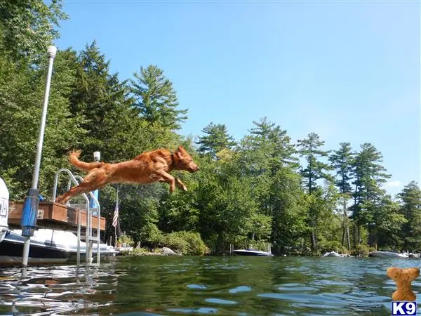 Golden Retriever stud dog